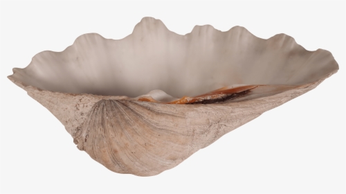 Transparent Clam Shell Png, Png Download, Free Download