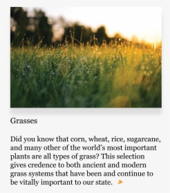 Grasses Png, Transparent Png, Free Download