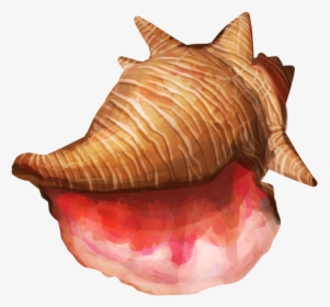 Conch Shell Png High-quality Image - Conch, Transparent Png, Free Download