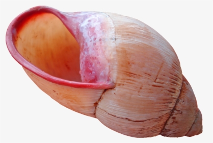 Download Shell Download Png - Seashell, Transparent Png, Free Download