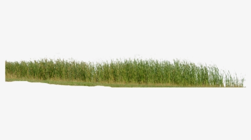 Grass, Grass No Background, Nature, Green, Plant - Grass, HD Png Download, Free Download