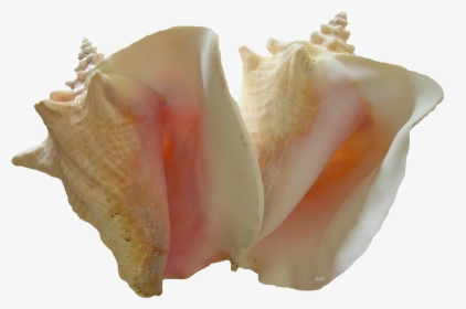 Conch Shell Png Pic - Conchs, Transparent Png, Free Download