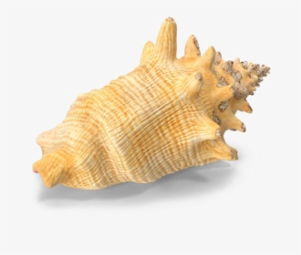 Conch, HD Png Download, Free Download
