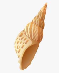Beach Shell Png Clip Art Image, Transparent Png, Free Download