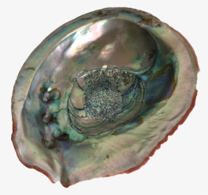 Shell Transparent Abalone - Circle, HD Png Download, Free Download