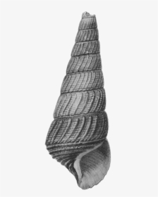 Tylomelania Mahalonensis Shell - Sketch, HD Png Download, Free Download
