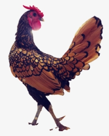 Rooster , Png Download, Transparent Png, Free Download