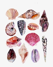 Drawing Shell Beach - Botanical Drawings Shells, HD Png Download, Free Download