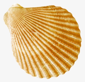 Ракушки Морские Пнг, HD Png Download, Free Download