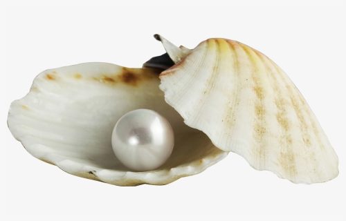 Pearl Download Seashell - Pearl, HD Png Download, Free Download