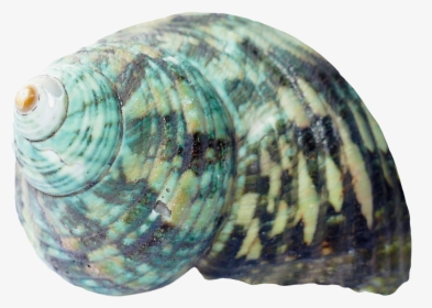 Sea Ocean Shell Png Image, Transparent Png, Free Download