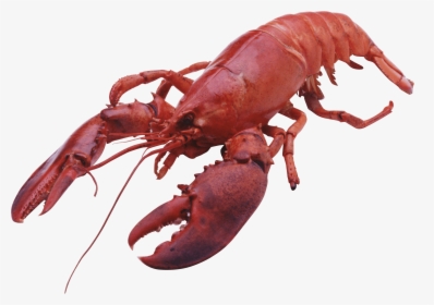 Lobster Large Front - Lobster Png, Transparent Png, Free Download