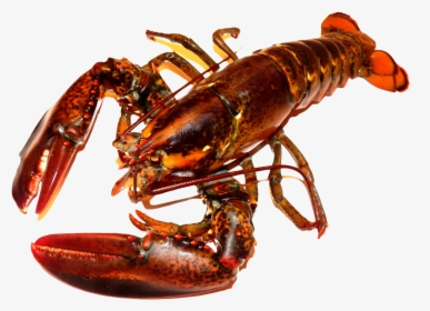 Lobster Png Transparent Image - Lobster Png, Png Download, Free Download