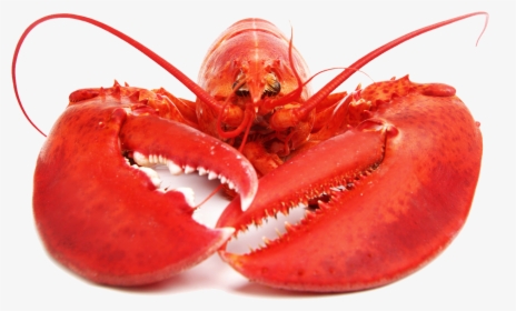 Download Lobster Png Free Download - Whole Lobster, Transparent Png, Free Download