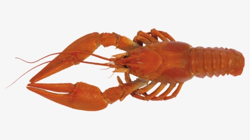 Download For Free Lobster Png - Crayfish Transparent, Png Download, Free Download