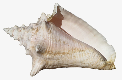 Conch Shell , Png Download - Conch Shell Transparent Background, Png Download, Free Download