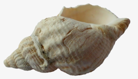 Sea, Shell, Clam, Ocean, Sea - Sea Shell Png, Transparent Png, Free Download