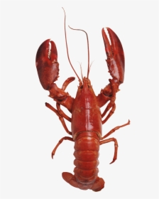 Lobster Png Free Download - Maine Lobster Transparent Background, Png Download, Free Download