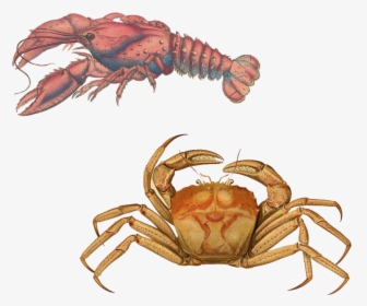 Lobster Transparent Background Png - Cancer Lobster, Png Download, Free Download