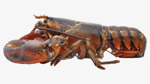 Lobster Png Free Download - Live Lobster, Transparent Png, Free Download