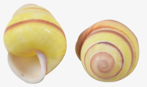 Banded Yellow Snail Shell - Lymnaeidae, HD Png Download, Free Download