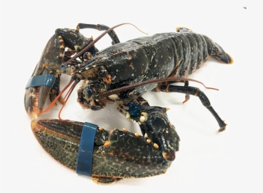 Lobster Transparent Image - Homarus Gammarus, HD Png Download, Free Download