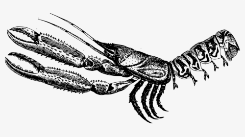 Art,monochrome Photography,lobster - Illustration, HD Png Download, Free Download