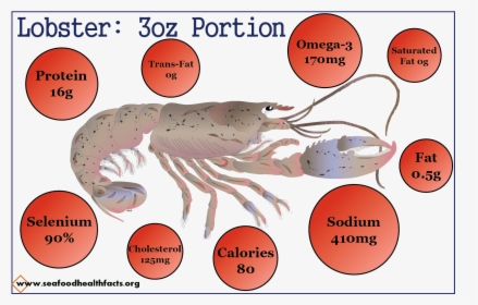 Lobster - Antarctic Krill, HD Png Download, Free Download