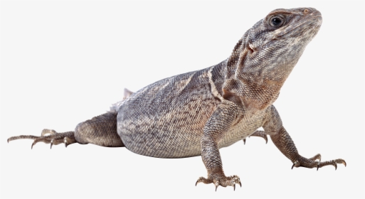 Monitor Lizard Png, Transparent Png, Free Download