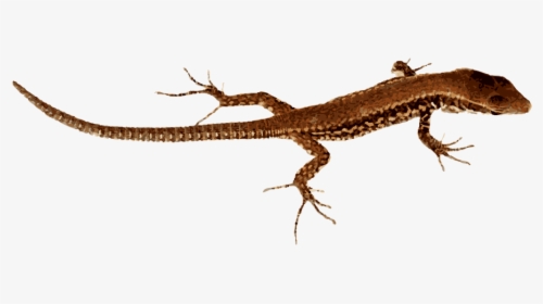 Download Lizard Png Pic - Lizard Without The Background, Transparent Png, Free Download