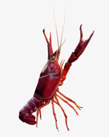 Spiny-lobster - Crawfish Drawing, HD Png Download, Free Download