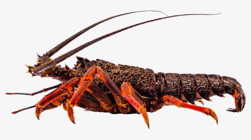 American Lobster, HD Png Download, Free Download