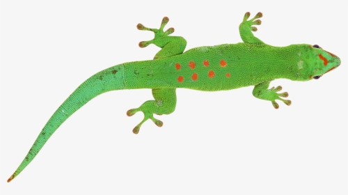 Lizard On Transparent Background, HD Png Download, Free Download