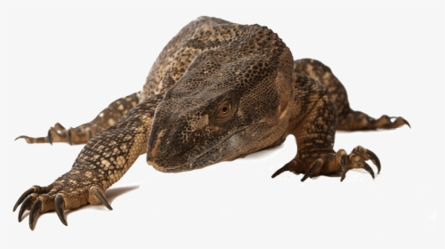 Dragon-lizard - Komodo Dragon, HD Png Download, Free Download