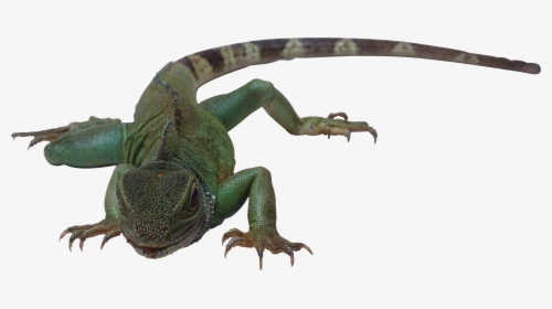 Lizard Png - Reptile Animals Pictures With Names, Transparent Png, Free Download