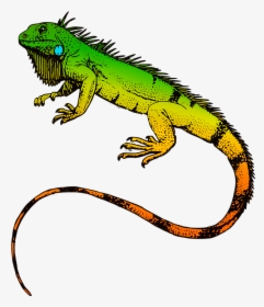 Iguana Clipart Pet Lizard - Iguana Png, Transparent Png, Free Download
