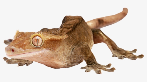 Lizard Png - Lizards With Transparent Background, Png Download, Free Download