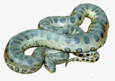 Anaconda Png Images - Anaconda Png, Transparent Png, Free Download