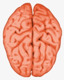 Animated Brain Images - Copyright Free Human Brain, HD Png Download, Free Download