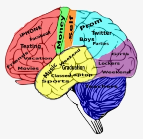 High School Brain Diagram, HD Png Download, Free Download