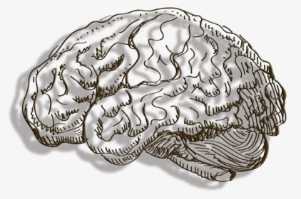 Human Brain Cerebrum - ภาพ ลาย เส้น สมอง, HD Png Download, Free Download