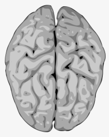 Grey Brain - Grey Brain Clipart, HD Png Download, Free Download