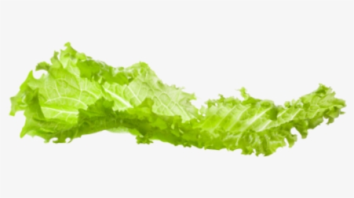 Lettuce Png, Transparent Png, Free Download