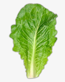 Usually About One Large Leaf - Piece Of Romaine Lettuce, HD Png Download, Free Download