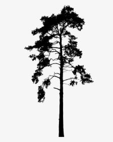 Georgia Pine , Png Download - Tall Tree Silhouette Png, Transparent Png, Free Download