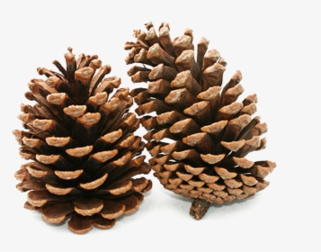 Pine Cone Png Background Image, Transparent Png, Free Download