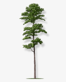 Shortleaf Pine Nc, HD Png Download, Free Download