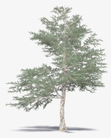 Japanese Red Pine - Mexican Pinyon, HD Png Download, Free Download