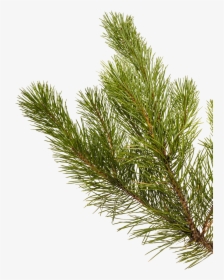 Shortstraw Pine, HD Png Download, Free Download