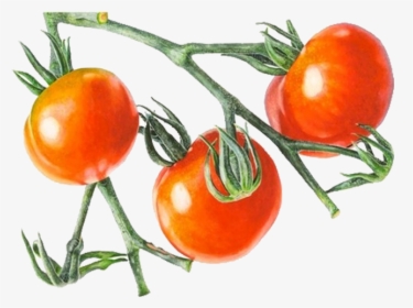 Tomatoes Drawing Red Tomato - Anna Mason Tomatoes, HD Png Download, Free Download